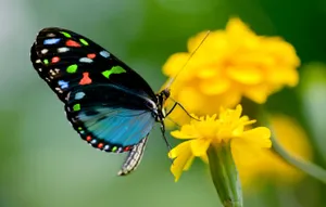Blue Butterfly Yellow Flower Wallpaper