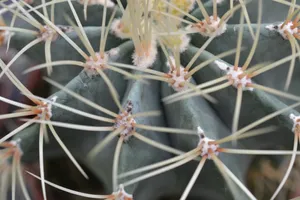 Blue Cactus Flower Close Up Wallpaper