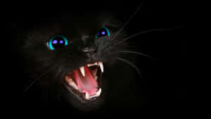 Blue Cat Eyes Angry Feline Wallpaper