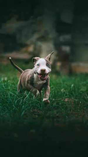 Blue Eyed American Pitbull Running Wallpaper