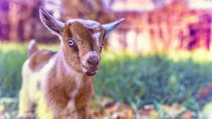 Blue-eyed Baby Goat Wallpaper