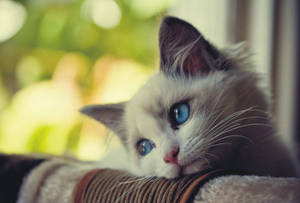 Blue-eyed Kitten On A Couch Wallpaper