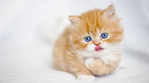 Blue-eyed Orange Kitten Wallpaper