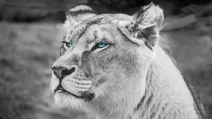 Blue Eyes Black And White Lion Wallpaper