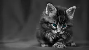 Blue Eyes Cat Desktop Wallpaper