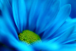 Blue Flower Daisy Wallpaper