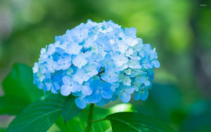 Blue Hydrangea Flower Close Up Wallpaper