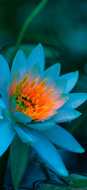 Blue Lotus Flower Wallpaper