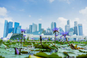 Blue Lotus Plant In Singapore Wallpaper