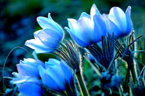 Blue Luminescent Desktop Background Wallpaper
