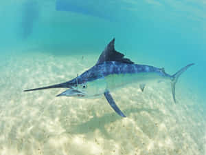 Blue Marlin Swimming Underwater.jpg Wallpaper
