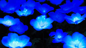 Blue Morning Glory Full Screen 4k Flowers Wallpaper