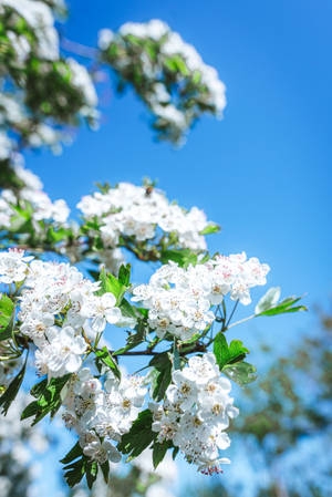 Blue Pastel Aesthetic Spring Flowers Wallpaper