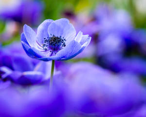 Blue Poppies Wallpaper