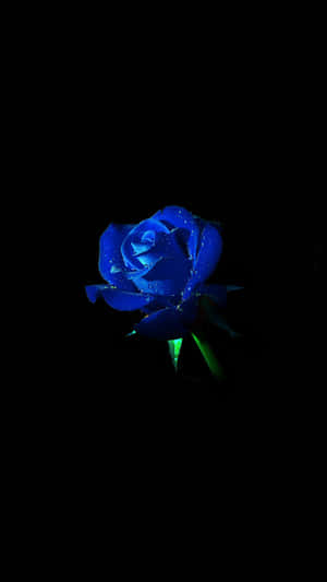 Blue Rose Green Stem Wallpaper