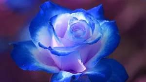 Blue Rose Hd Wallpaper. Hd Latest Wallpaper Wallpaper