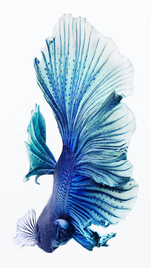 Blue Siamese Fighting Fish Iphone Wallpaper