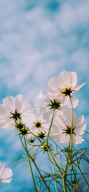 Blue Skies Cosmos Flowers Plants Wallpaper