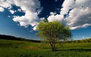 Blue Sky Above Greenery Wallpaper