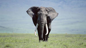 Blue Sky Elephant Wallpaper