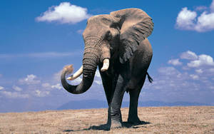 Blue Sky Elephant Hd Wallpaper