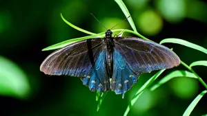 Blue Swallowtail Butterfly Wallpaper