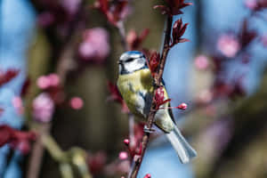 Blue Tit Among Spring Blossoms.jpg Wallpaper