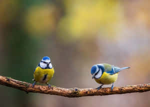 Blue Tit Pair Perchedon Branch Wallpaper