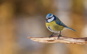 Blue Titon Branch.jpg Wallpaper