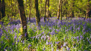 Bluebells Grass In Forest Ireland Desktop Wallpaper