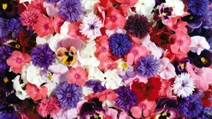 Blumen Flower Display Shot Wallpaper