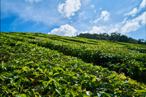 Bois Cheri Tea Garden Wallpaper