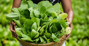 Bok Choy Cabbages In A Basket Wallpaper
