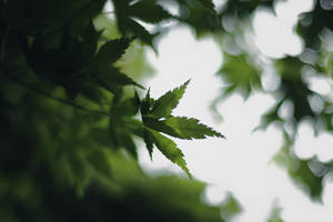 Bokeh Leaves Wallpaper