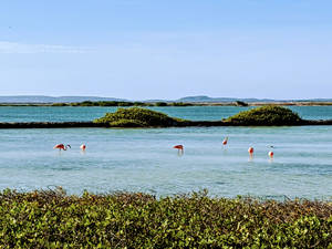 Bonaire Flamingos In Sea Wallpaper