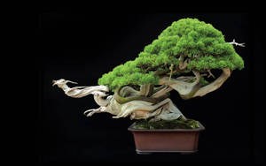 Bonsai Tree Art Crying Girl Plant Photography Wallpaper