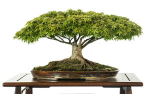 Bonsai Tree Broom Style Photography Wallpaper