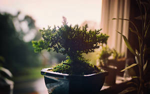 Bonsai Tree Broom Style Plant Photography Wallpaper