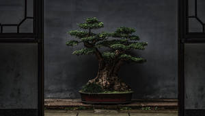 Bonsai Tree Clump Style Photography Wallpaper