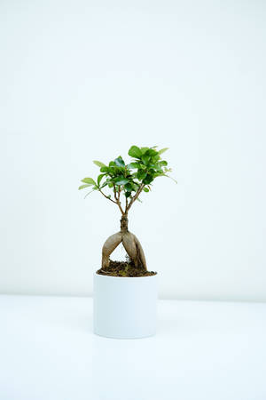 Bonsai Tree Exposed Root Style Photography Wallpaper