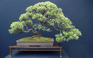 Bonsai Tree Kengai Style Photography Wallpaper