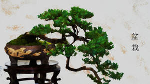 Bonsai Tree Kengai Style Plant Photography Wallpaper