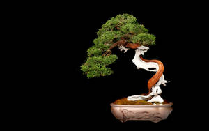 Bonsai Tree Literati Style Digital Art Wallpaper