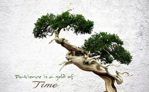 Bonsai Tree Patience Quotes Photography Wallpaper