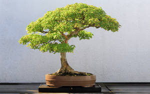 Bonsai Tree Semi-cascade Style Photography Wallpaper