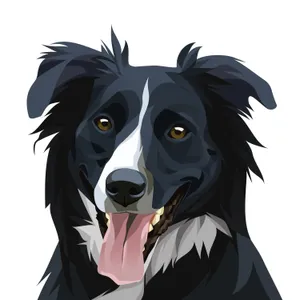 Border Collie Dog Art Wallpaper