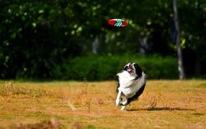 Border Collie Plays Ultimate Frisbee Wallpaper