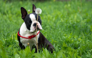 Boston Terrier Dog In The Grass Wallpaper