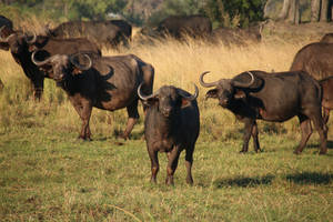 Botswana Cape Buffalo Wallpaper