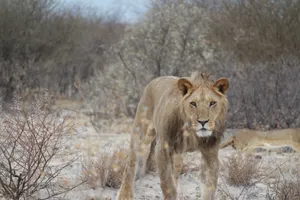 Botswana Desert Lion Wallpaper